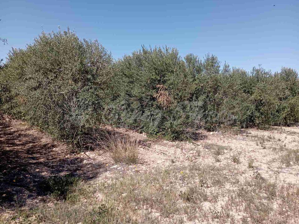 Tomt i Caudete, Albacete - bilde 3